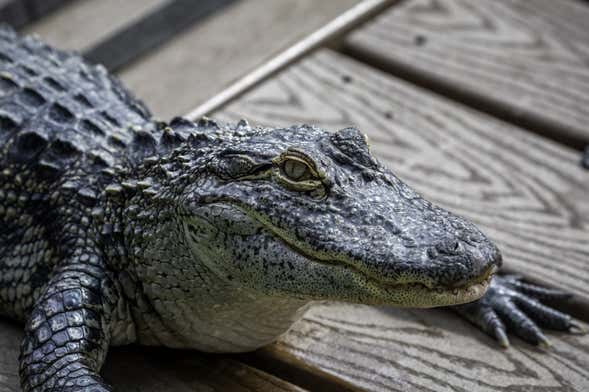 Entrada a Gatorland