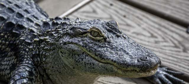 Gatorland Ticket