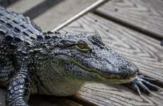 Gatorland Ticket