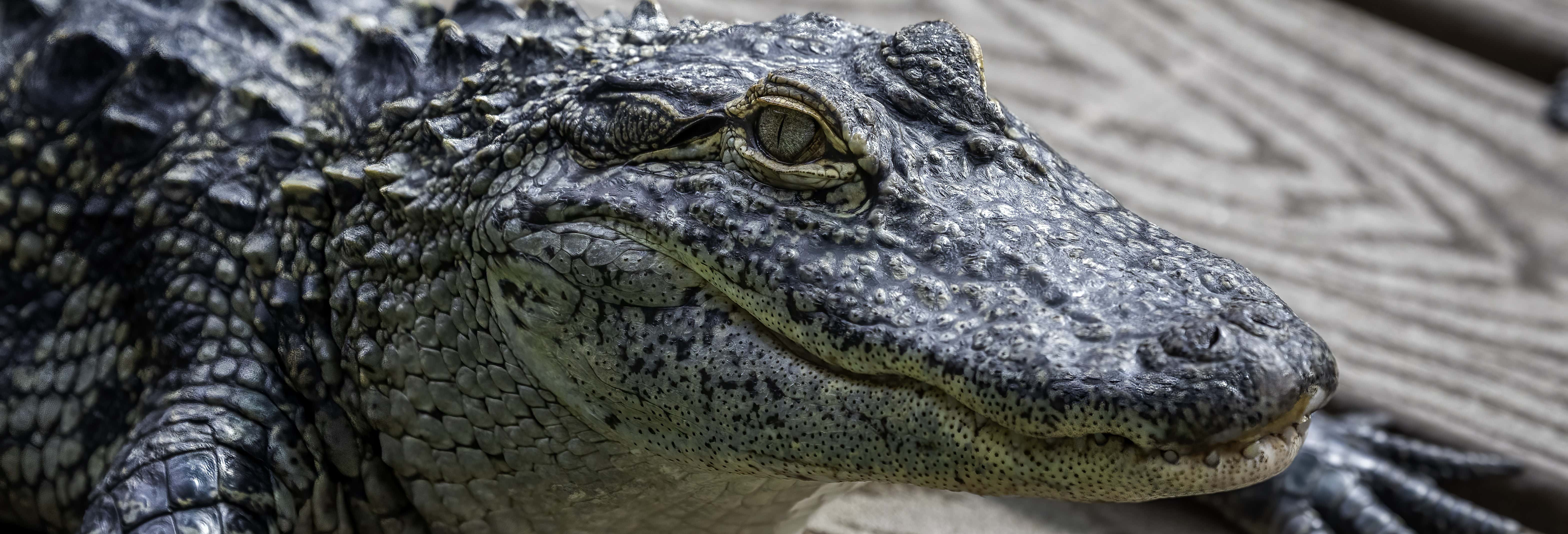 Zoo e acquari a Orlando