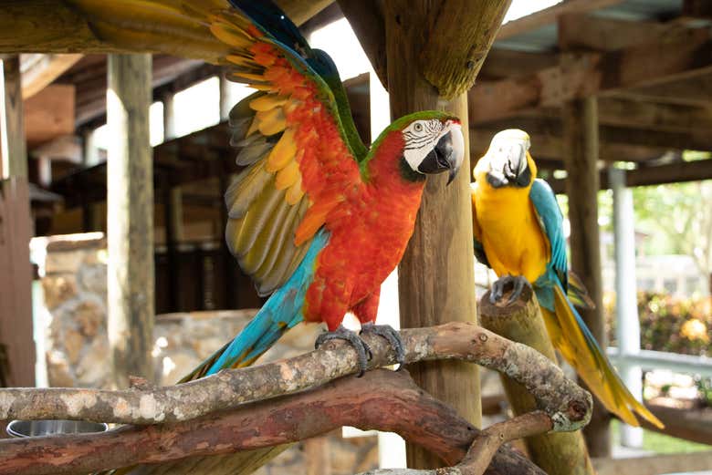 O Gatorland conta com um aviário de espécies exóticas