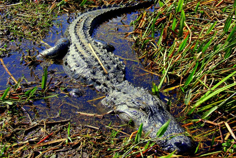 Keep your eyes peeled for alligators!