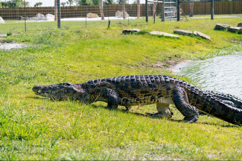 Podréis ver caimanes en el parque