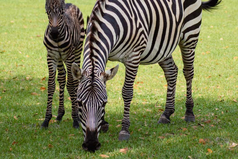 Podréis ver cebras junto a sus crías