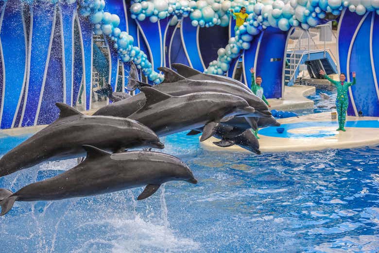 Espectáculo de delfines en el SEA LIFE