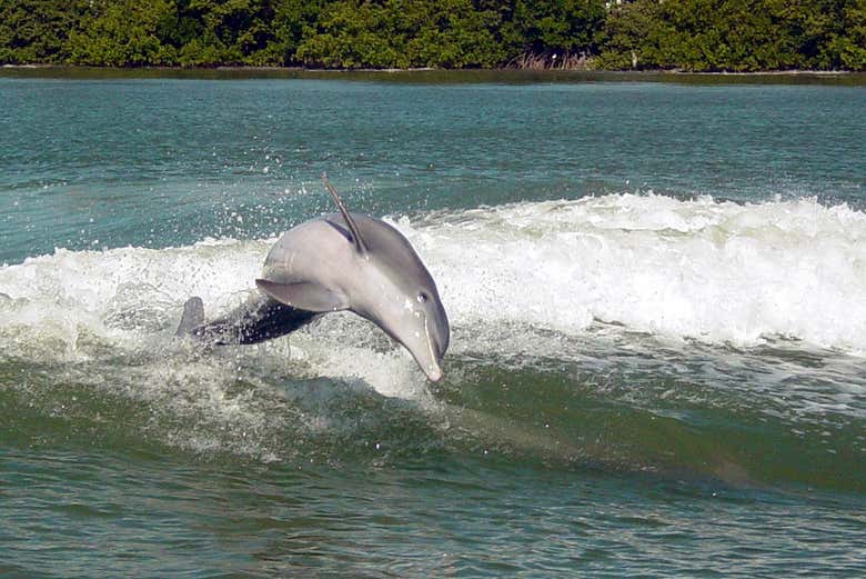 Um golfinho na baía de Clearwater