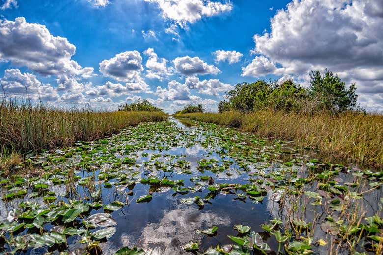 Florida Everglades