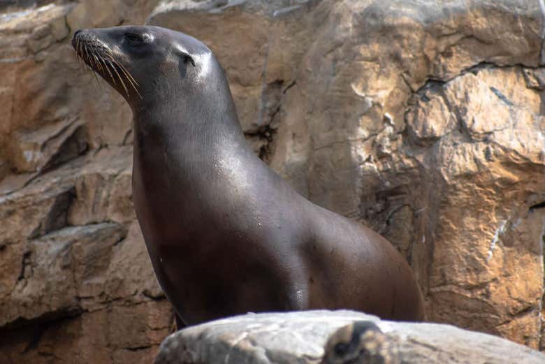 En el SEA LIFE