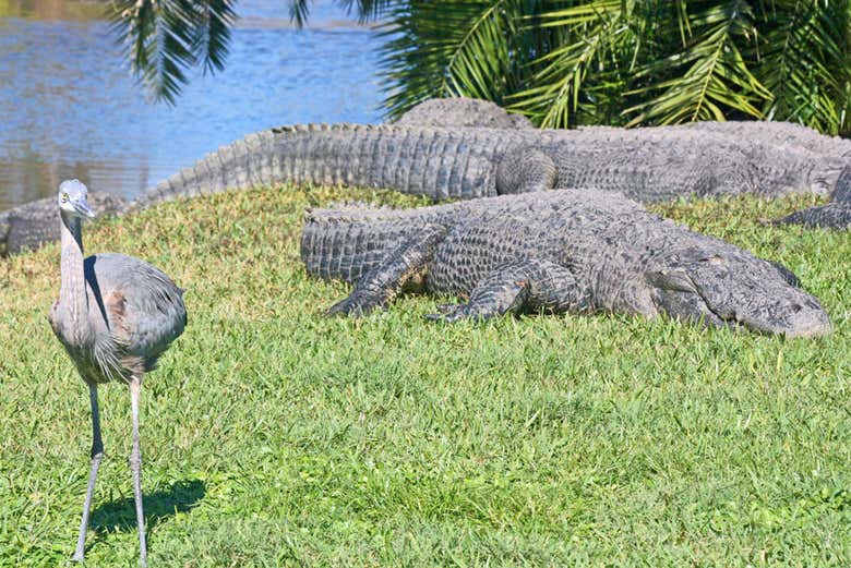 Gatorland
