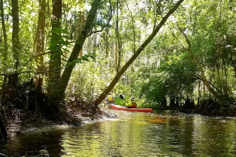 Shingle Creek Kayak Tour from Orlando - Book at Civitatis.com