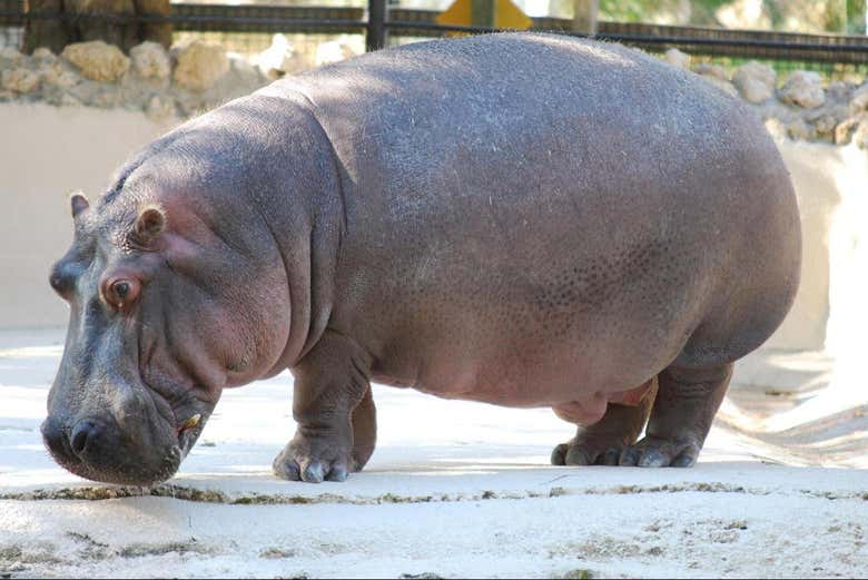 Un ippopotamo dell'Homosassa Springs Wildlife State Park