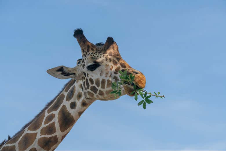 Una impresionante jirafa en Wild Florida Adventure Park