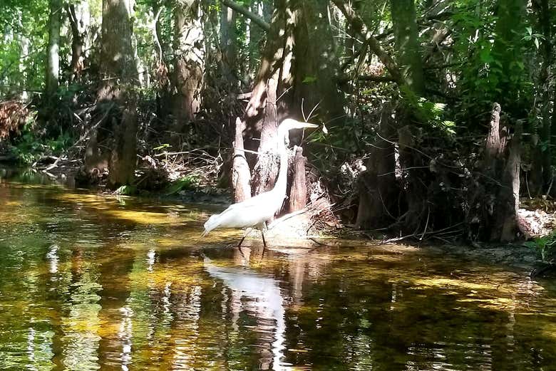 Tour en kayak por Shingle Creek Regional Park desde Orlando