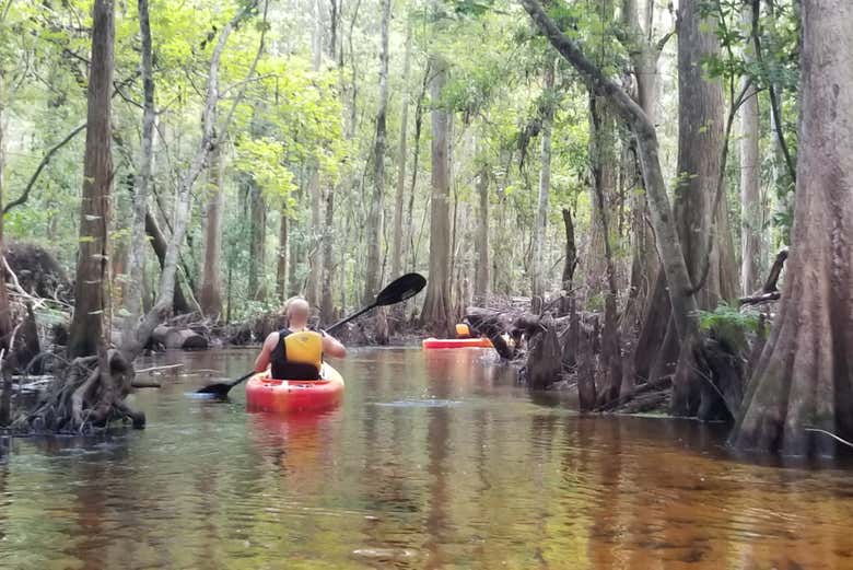 Shingle Creek Kayak Tour from Orlando - Book at Civitatis.com