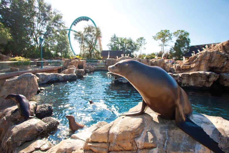 Sealions in SeaWorld Orlando