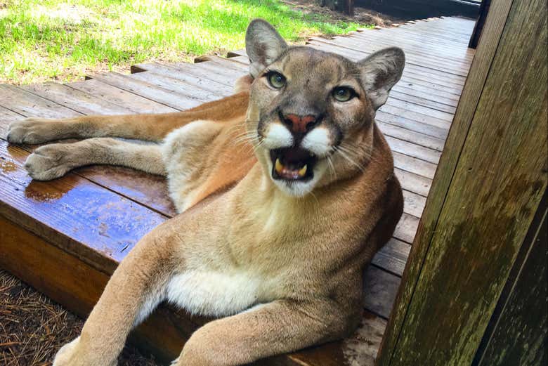 Em Gatorland você também verá felinos selvagens