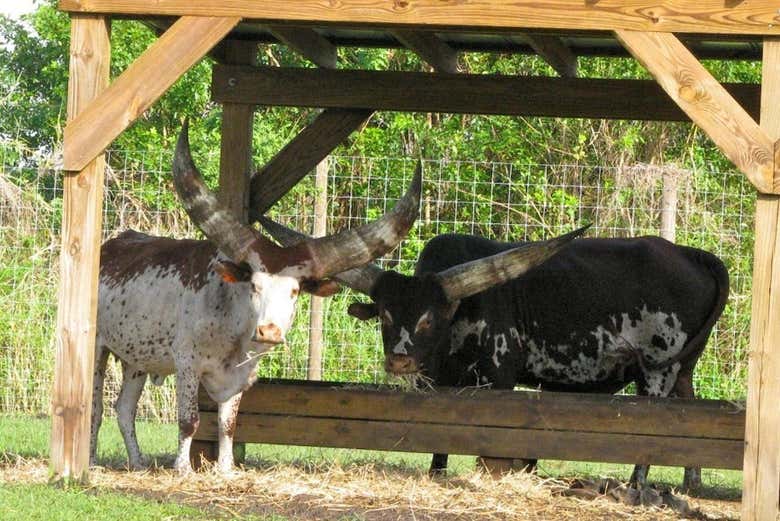 Alguns animais no parque Wild Florida