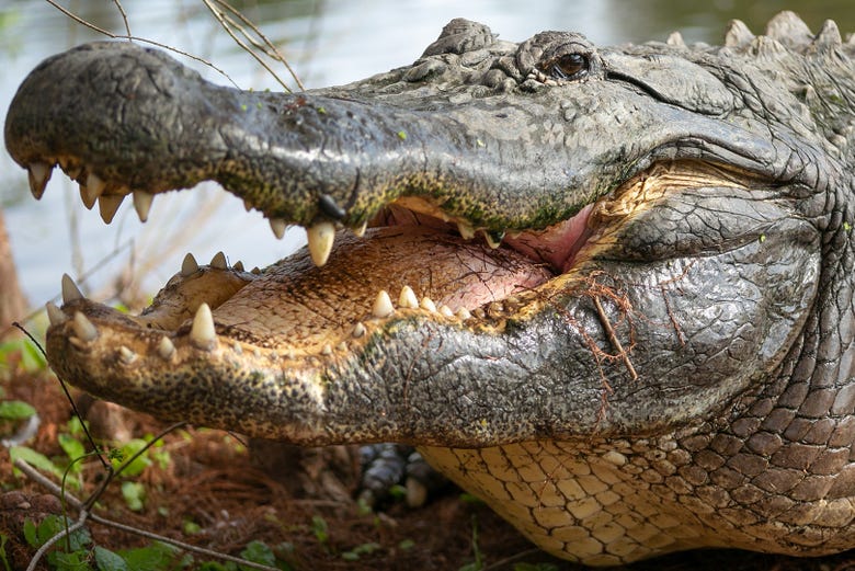 En Gatorland veréis numerosos cocodrilos y caimanes