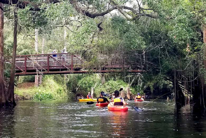 Shingle Creek Kayak Tour from Orlando - Book at Civitatis.com