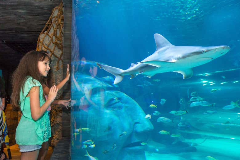 Tubarão no SEA LIFE