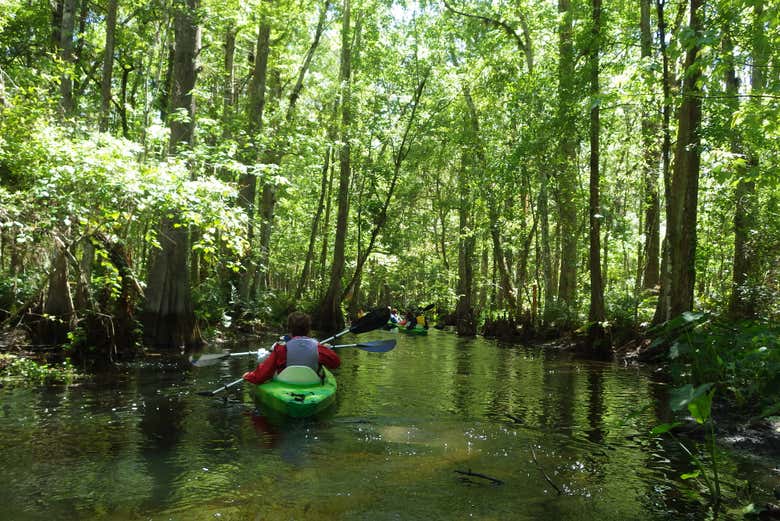 Shingle Creek Kayak Tour from Orlando - Book at Civitatis.com