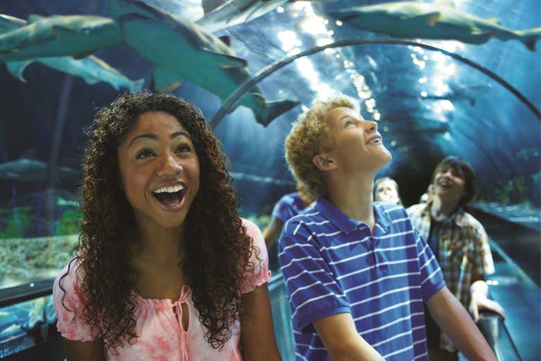 Discovering sharks in the park
