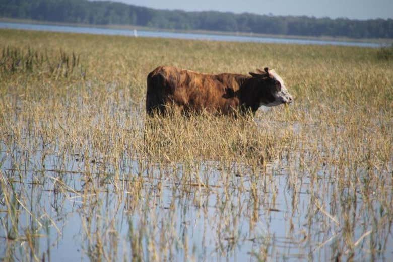 Admiring the wildlife of the area