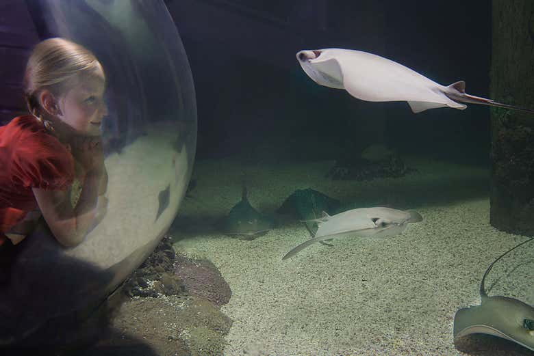 Aquário no SEA LIFE Orlando