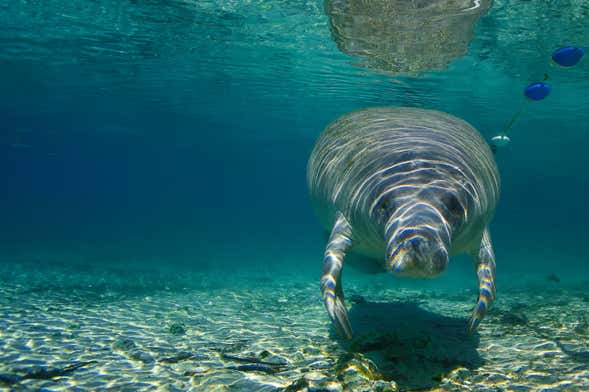 Manatee Snorkeling Crystal River Florida Semi-Private 2023