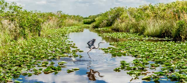 Balade en aéroglisseur dans les Everglades