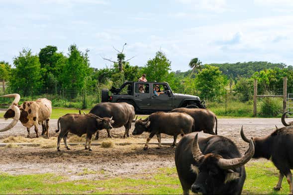 Safari en Wild Florida Adventure Park