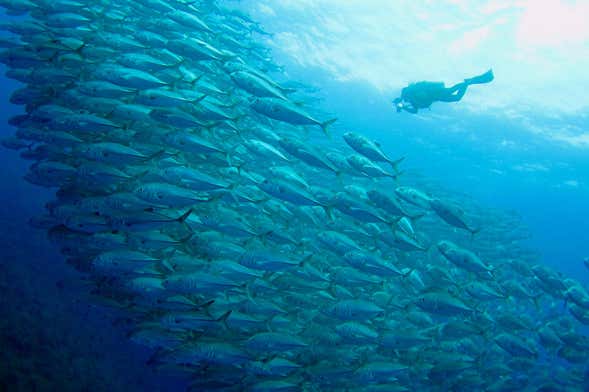 Panama City Beach Scuba Diving