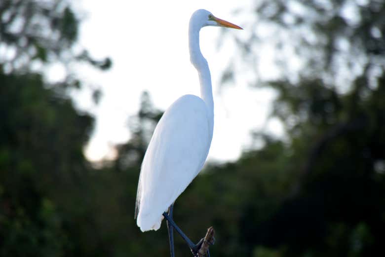 Descubriendo la fauna de Panama City Beach