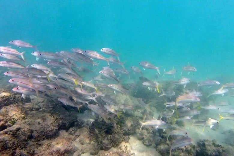 A school of fish in Panama City Beach