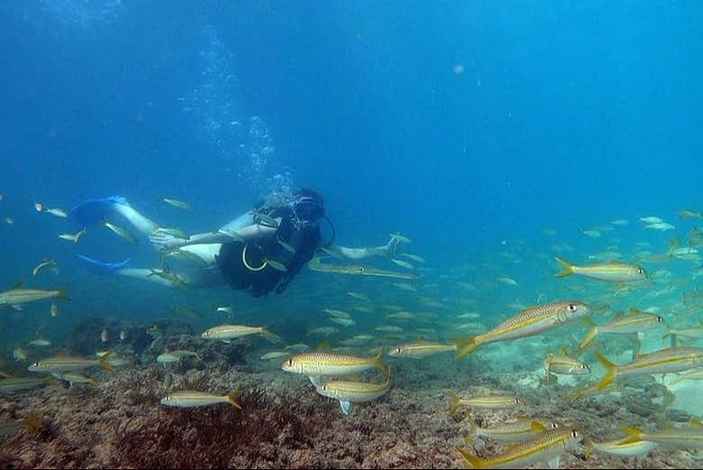Scuba diving in the Gulf of Mexico