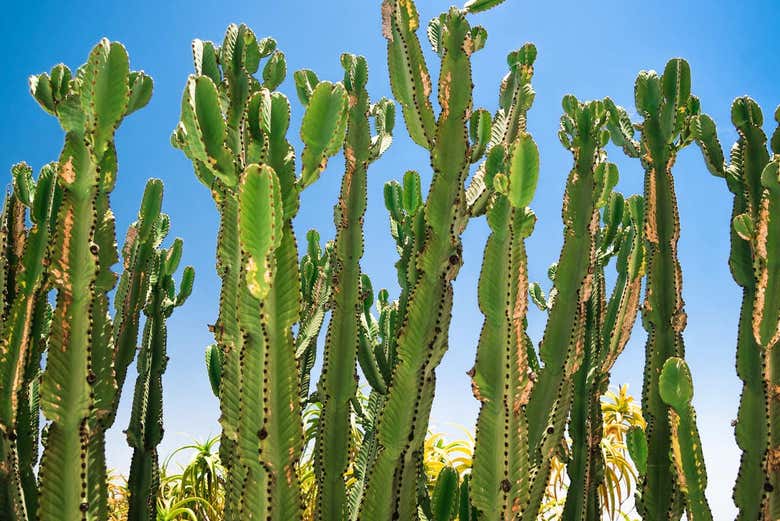 Cacto do deserto de Sonora