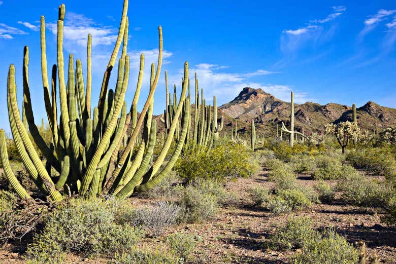 Conhecendo o deserto de Sonora