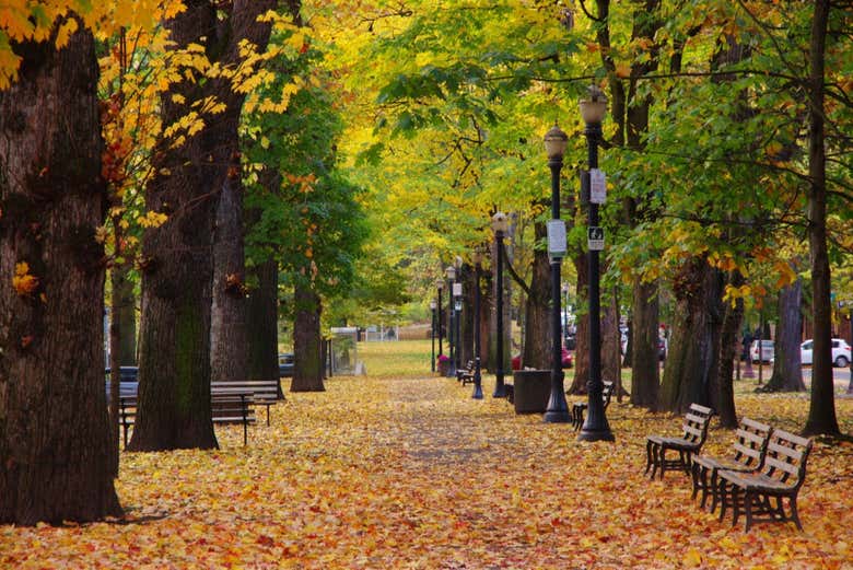 Arboreto di Hoyt