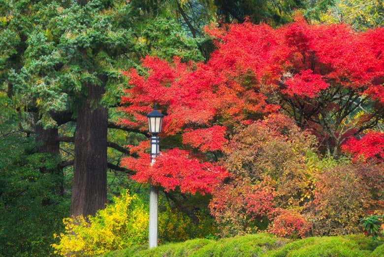 Alberi del Washington Park