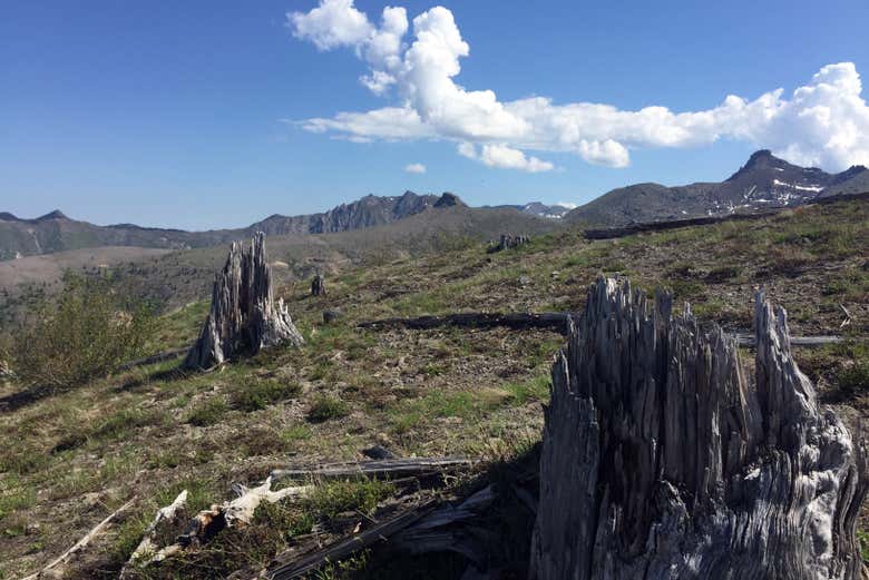 Campo de lava de los alrededores del Monte Santa Helena