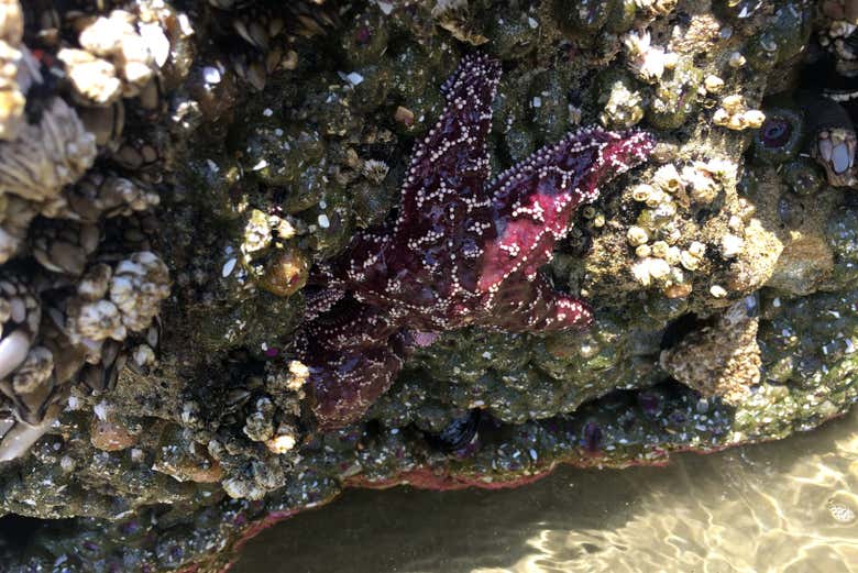 Una stella marina su uno scoglio