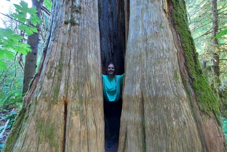 En el interior de un árbol
