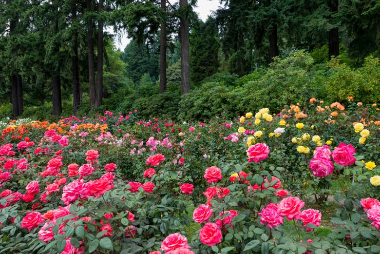 Roseto dell'International Rose Test Gardens
