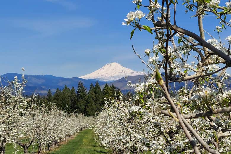 Natureza do Vale do Rio Hood