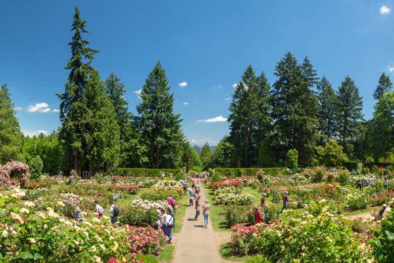 Rose Test Gardens