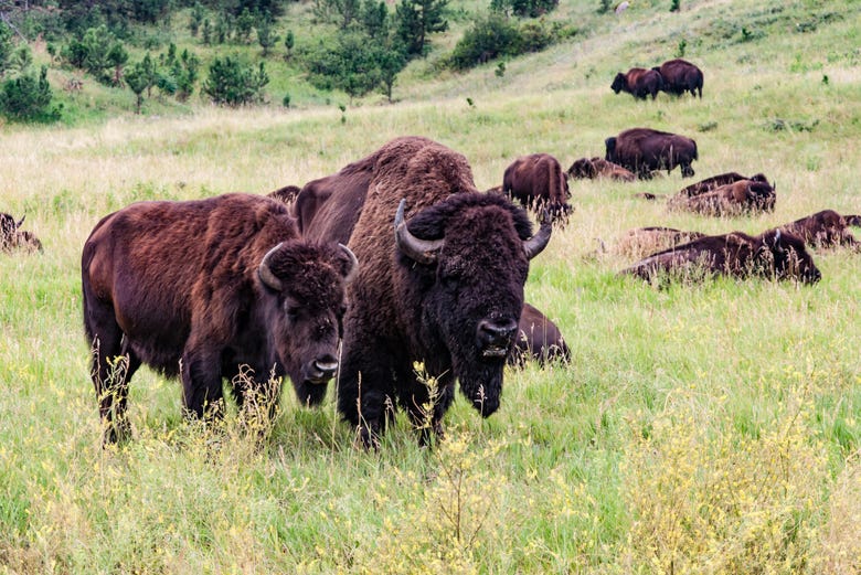 Bufali del Parco Statale Custer