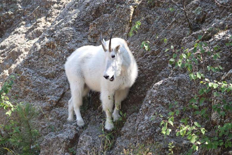 Try to catch a glimpse at wildlife in South Dakota
