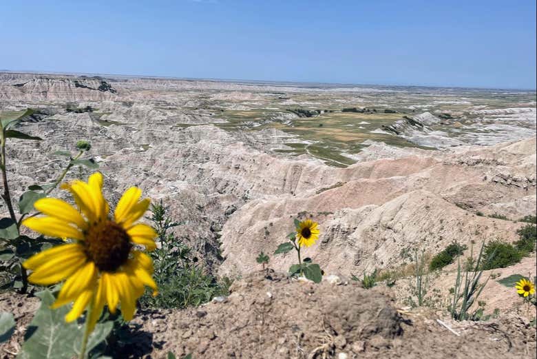 Find the different flora in the Badlands