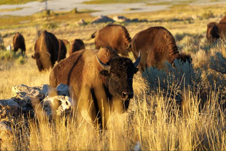Observez les bisons d'Antelope Island