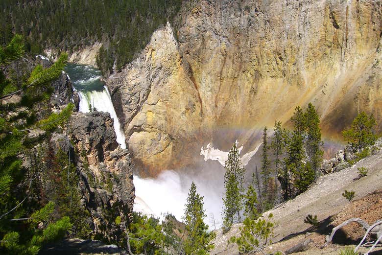 Canyon de Yellowstone